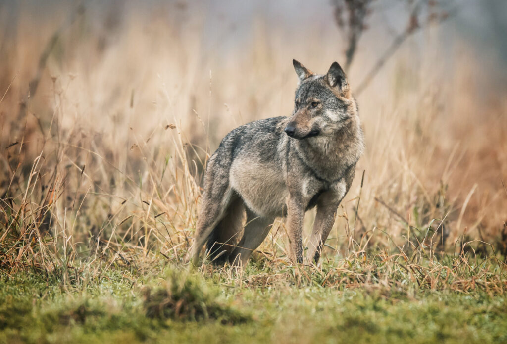 Gemeinsame Ursprünge: Der Wolf als Vorfahr des Hundes