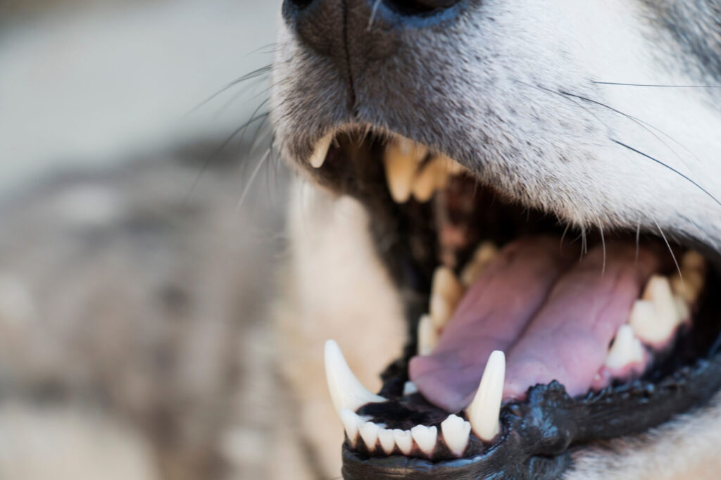Warum ist Zahnpflege bei Hunden so wichtig?