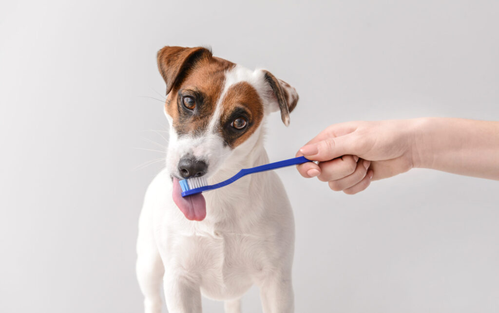 Zahnpflege – ein wichtiger Aspekt der Hundegesundheit