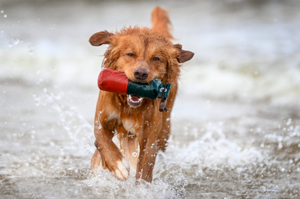 Retriever und Setter: Die besten Apportierhunde