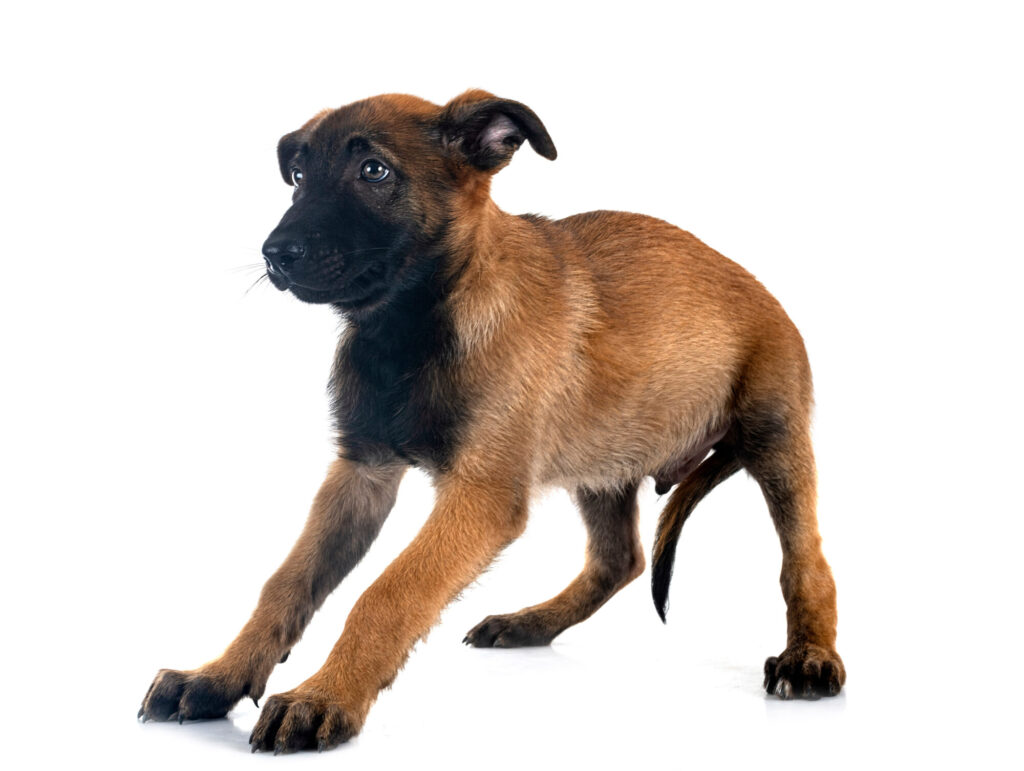 Anzeichen für Lärmangst bei Hunden