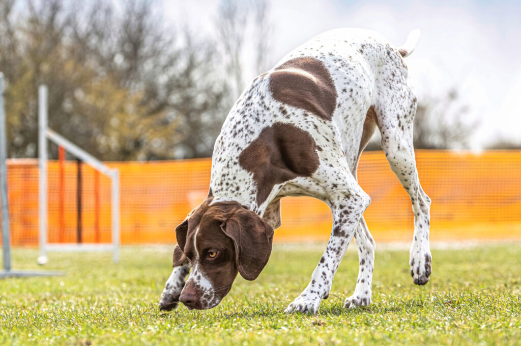 Die Superspürnase deines Hundes